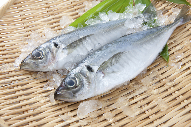 【旬の魚】アジの豆知識とおすすめレシピ