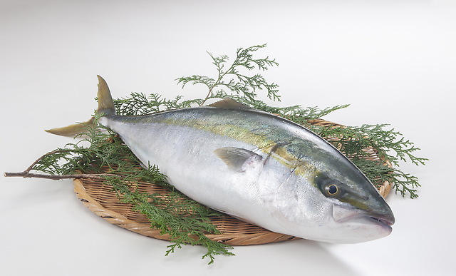 【魚を食べよう！】今が旬の「ぶり」の魅力とおいしい食べ方をご紹介