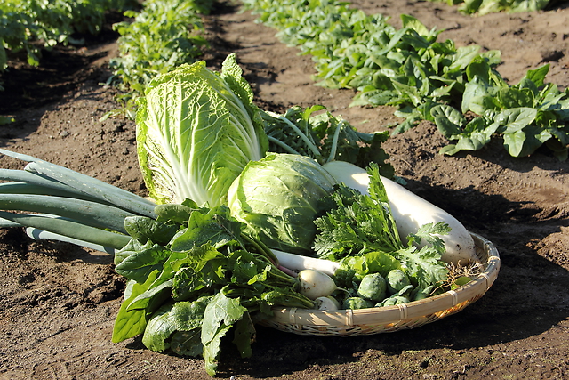 【甘みが強く濃い味が特徴！】冬野菜をたっぷり使った1週間献立