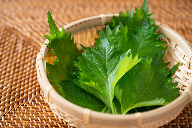 【実は栄養パワーがすごい！】夏の定番薬味！しその魅力とおすすめレシピ