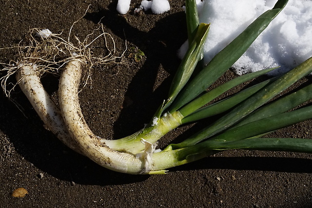 【幻の新里ねぎって？】栃木県の伝統野菜の魅力