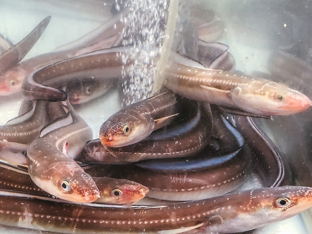 【今が旬！】アナゴの栄養と美味しい食べ方