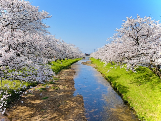 【今年はもっとお花見を楽しみたい！】お花見の歴史とおすすめレシピ