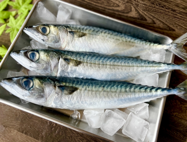 【嬉しい栄養たっぷり！】青魚の栄養とおすすめレシピ