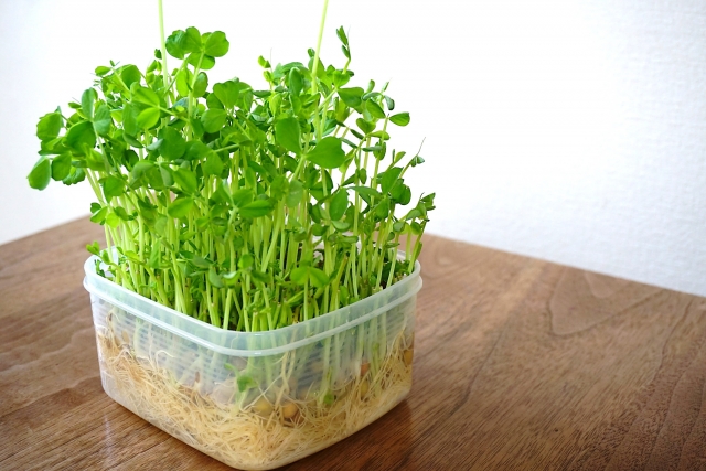【栄養満点&コスパ◎】豆苗を使った1週間献立をご紹介